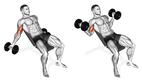 Seated_Incline_Dumbbell_Curls