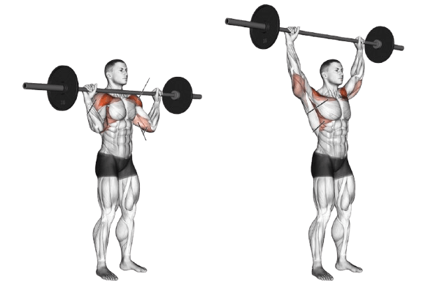 Standing Overhead Barbell Press exercise