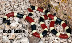 Coral snake